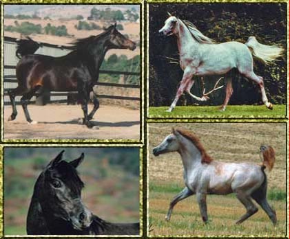 Chaswyck Stud - Arabian Endurance Horses